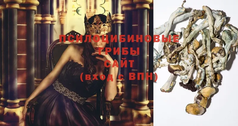 как найти   Армянск  Галлюциногенные грибы Psilocybine cubensis 